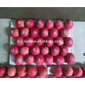 Chine pomme de fuji frais Grossiste à yantai
